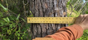 [14 inch Bid downed pine, 2026:05:05 10:51:55, 31.0131693, -83.2690797]