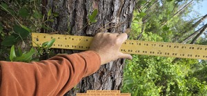 [14 inch Dead pine, 2026:05:05 10:52:56, 31.0131703, -83.2690647]