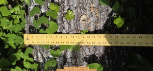 [23 inch Oak, 2026:05:05 14:26:54, 31.0123505, -83.2707809]