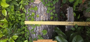 [23 inch Oak, 2026:05:05 14:28:01, 31.0123531, -83.2707845]