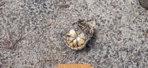 [10 inch Dead leaning pine, 2026:05:05 14:33:08, 31.0122440, -83.2708442]