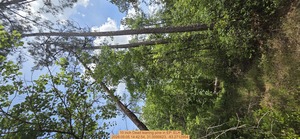 [10 inch Dead leaning pine, 2026:05:05 14:42:54, 31.0095623, -83.2712954]