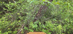 [10 inch Dead leaning pine, 2026:05:05 14:43:33, 31.0095623, -83.2712954]