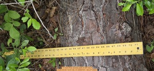 [17 inch Pine across path, 2026:05:05 14:51:46, 31.0095707, -83.2712600]