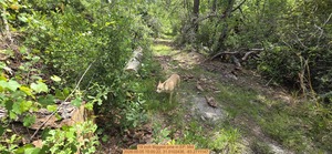 [19 inch Biggest pine, 2026:05:05 15:00:22, 31.0102436, -83.2711147]