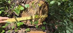 [19 inch Biggest pine, 2026:05:05 15:01:55, 31.0103213, -83.2710546]