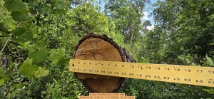 [9 inch Smaller pine, 2026:05:05 15:06:34, 31.0102698, -83.2710244]