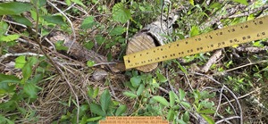 [5 inch Oak top on notaroad, 2026:05:05 15:11:24, 31.0101746, -83.2711604]