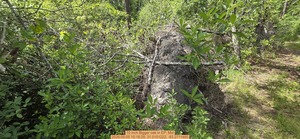 [10 inch Bigger oak, 2026:05:05 15:18:29, 31.0101222, -83.2711465]