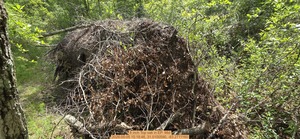 [8 inch Top oak, 2026:05:05 15:18:46, 31.0100590, -83.2711160]