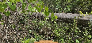 [8 inch Top oak, 2026:05:05 15:19:57, 31.0100917, -83.2711670]