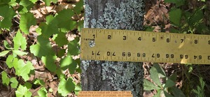 [16 inch Pine in rootball with 2 oaks, 2026:05:05 15:43:57, 31.0120265, -83.2710655]