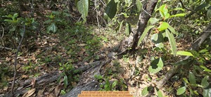 [4 inch Small oak, 2026:05:05 15:45:58, 31.0121830, -83.2709904]