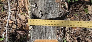 [4 inch Small oak, 2026:05:05 15:46:24, 31.0121777, -83.2710032]