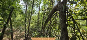 [4 inch Broke oak 7 feet up, 2026:05:05 15:51:03, 31.0121287, -83.2710418]