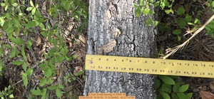[5 inch Small leaning, 2026:05:05 16:04:55, 31.0124482, -83.2714794]