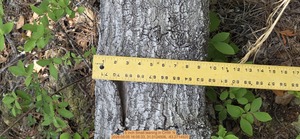 [5 inch Small leaning, 2026:05:05 16:05:33, 31.0124506, -83.2714920]