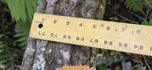 [5 inch Small leaning, 2026:05:05 18:02:05, 31.0123657, -83.2723044]