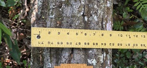 [9 inch Large downed, 2026:05:05 18:04:43, 31.0123432, -83.2722537]