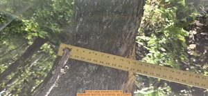 [9 inch Large downed, 2026:05:05 18:07:15, 31.0125183, -83.2722903]