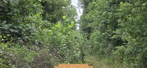 [12 inch Big pine down, 2026:05:08 10:46:33, 31.0100214, -83.2742654]