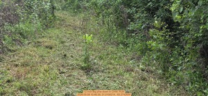 [12 inch Big pine down, 2026:05:08 10:46:39, 31.0100214, -83.2742654]