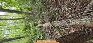 [12 inch Big pine down, 2026:05:08 10:50:25, 31.0095413, -83.2742686]