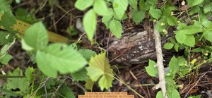 [12 inch Big pine down, 2026:05:08 10:52:20, 31.0095295, -83.2742396]