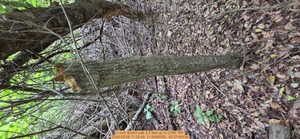 [4 inch Brokrn oak 5.5 feet up, 2026:05:08 11:25:49, 31.0095059, -83.2749538]