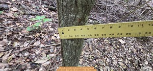 [4 inch Brokrn oak 5.5 feet up, 2026:05:08 11:27:00, 31.0095691, -83.2748877]