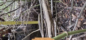 [46 inch Big tree down, 2026:05:08 11:43:27, 31.0095790, -83.2749973]