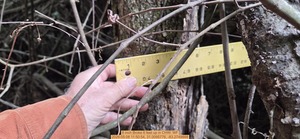 [6 inch Broke 6 feet up, 2026:05:08 11:50:54, 31.0095776, -83.2749888]