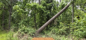 [14.5 inch Big pine propped , 2026:05:08 12:54:24, 31.0068166, -83.2746979]