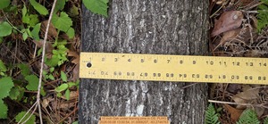 [10 inch Oak under leaning pine, 2026:05:08 13:00:54, 31.0068207, -83.2746763]