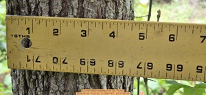 [4.5 inch Bent sweetgum, 2026:05:08 13:02:52, 31.0067767, -83.2746703]