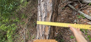 [12.5 inch Uprooted longleaf, 2026:05:08 13:12:37, 31.0064361, -83.2741637]
