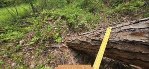[12.5 inch Uprooted longleaf, 2026:05:08 13:12:46, 31.0063868, -83.2744297]