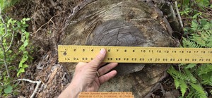 [15 inch Uprooted sawed off pine, 2026:05:08 13:17:24, 31.0063042, -83.2740811]