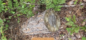 [15 inch Uprooted sawed off pine, 2026:05:08 13:17:50, 31.0063034, -83.2740870]