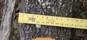 [11 inch Downed oak, 2026:05:08 18:10:56, 31.0121398, -83.2704737]