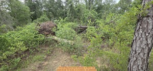 [14 inch Big pine near driveway , 2026:05:08 18:18:29, 31.0125633, -83.2669369]