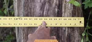 [14 inch Big pine near driveway , 2026:05:08 18:20:20, 31.0125149, -83.2669455]