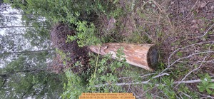 [14 inch Big pine near driveway , 2026:05:08 18:20:39, 31.0125004, -83.2669354]