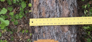 [13 inch Bottom pine, 2026:05:08 18:28:38, 31.0125237, -83.2669080]
