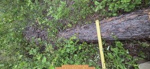 [13 inch Bottom pine, 2026:05:08 18:30:03, 31.0124283, -83.2668468]