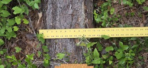 [13 inch Bottom pine, 2026:05:08 18:31:51, 31.0124332, -83.2668714]
