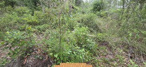 [13 inch Bottom pine, 2026:05:08 18:32:03, 31.0124215, -83.2668645]