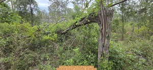 [12 inch Oak broken 6 feet up, 2026:05:08 18:34:57, 31.0123742, -83.2667982]