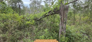 [12 inch Oak broken 6 feet up, 2026:05:08 18:34:57, 31.0123742, -83.2667982]