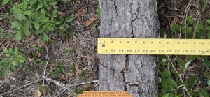 [8 inch South uprooted oak, 2026:05:08 18:37:23, 31.0123609, -83.2668923]
